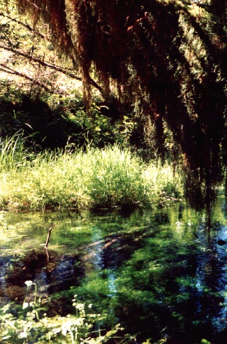 Hoh Rain Forest