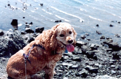 Charlie on the banks of Padilla Bay, Anacortes